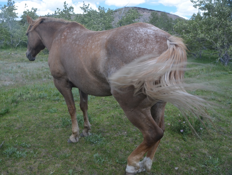 horses